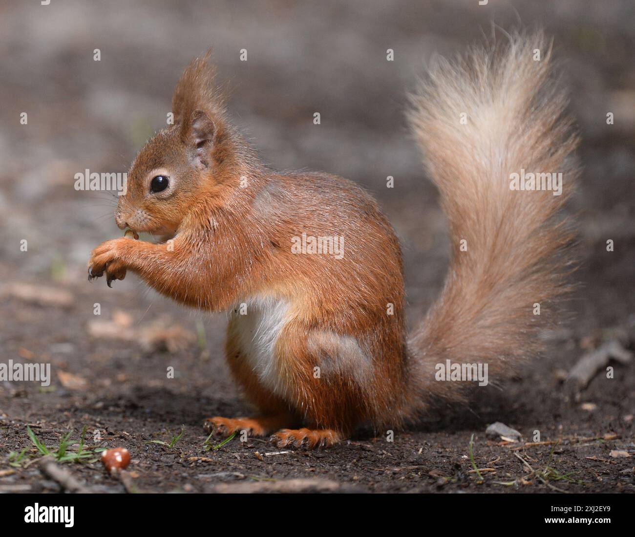 Britisches Rotes Eichhörnchen fotografiert in Cumbria. Stockfoto