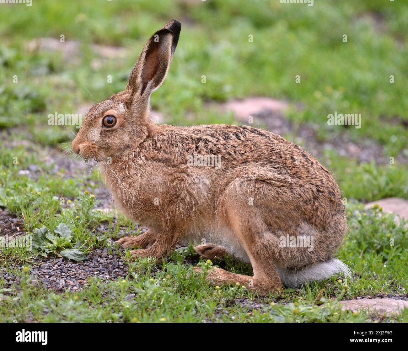 Ein junger Hase in den Nördlichen Penninen, Cumbria Stockfoto