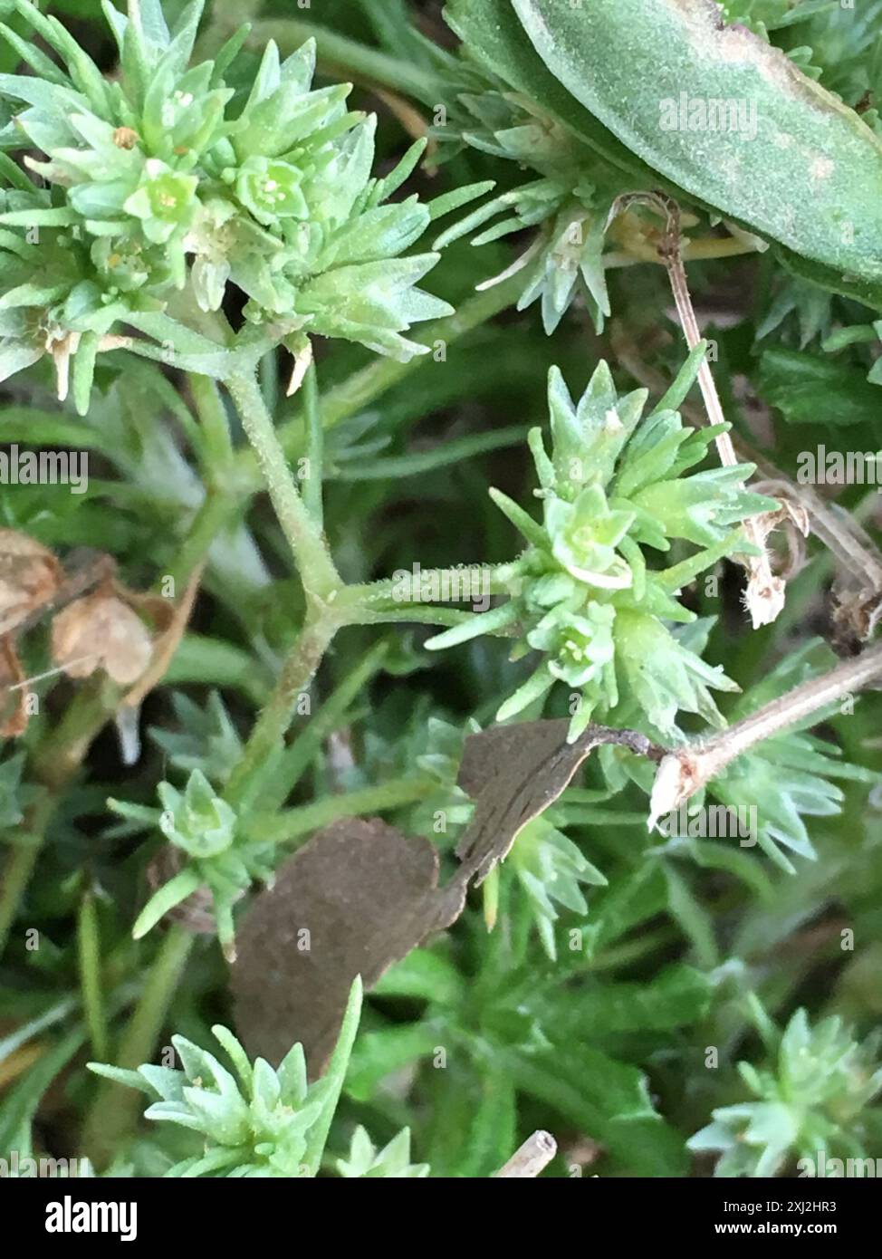 Knawel (Scleranthus annuus) Plantae Stockfoto