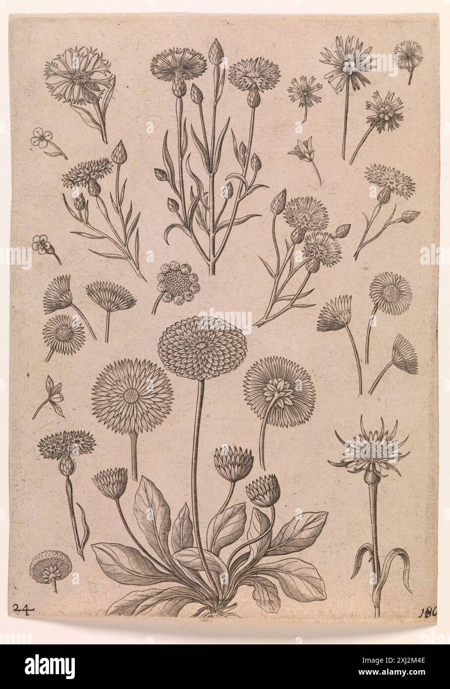 Kornblumen Collaert, Adriaen 1558 - 1618, Galle, Philips 1537 - 1612, Galle, Theodor 1571 - 1633 Kupferstich, Druck der Niederländischen und Flämischen Radierungen, Stiche und Holzschnitte 1450-1700, die Collaert Dynastie, Teil I-VIII, Ann Diels, 1585, 2005-2006 Kornblumen Stockfoto