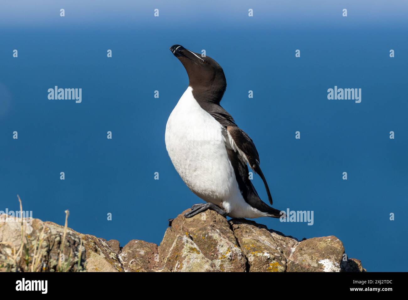 Razorbill Bird, ALCA torda ein Mitglied der Familie Auk, Skomer, Wales, Großbritannien Stockfoto