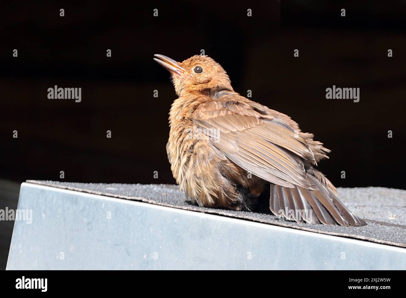 Sonnenbad gegen Parasiten eine Amsel, oder auch Schwarzdrossel genannt, nimmt ein Sonnenbad auf einem Dach um also mit Hilfe hoher Temperaturen Parasiten in ihrem Gefieder abtöten. *** Sonnenbaden gegen Parasiten Eine Amsel, auch bekannt als Amsel, nimmt ein Sonnenbad auf einem Dach, um Parasiten mit Hilfe hoher Temperaturen in ihren Federn zu töten Stockfoto