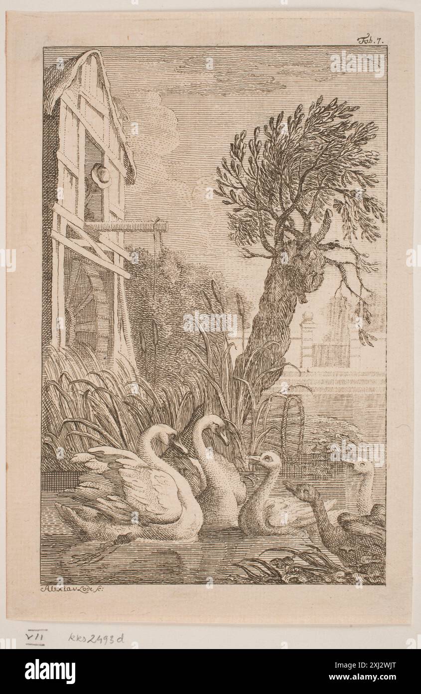 Gravur zeigt eine Gans und einen Schwan, die ihre Anatomie, Haltung und Interaktion in einer naturalistischen Umgebung zeigen. Stockfoto