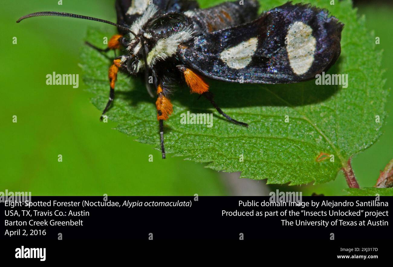 Achtfleckige Forester Moth (Alypia octomaculata) Insecta Stockfoto