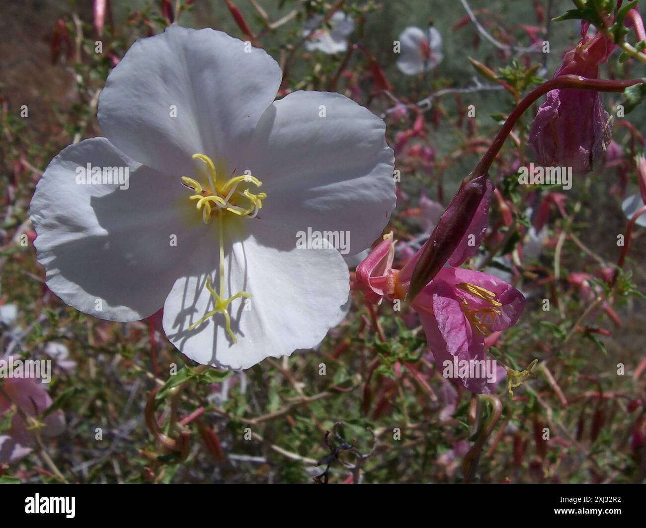 Blasser Nachtkerzen (Oenothera pallida pallida) Plantae Stockfoto