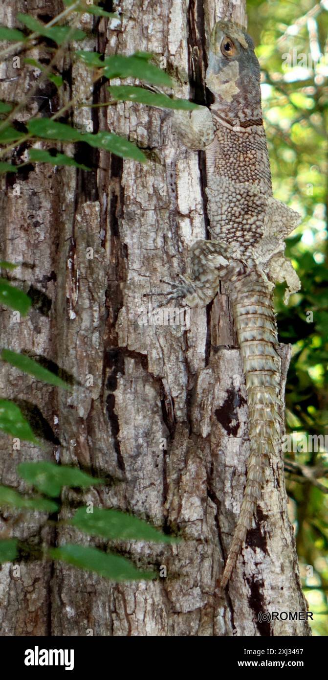 Merrems Madagaskar Swift (Oplurus cyclurus) Reptilia Stockfoto