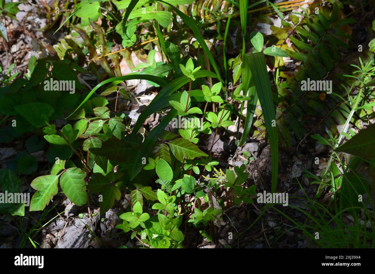 Lakritzbettstroh (Galium circaezans) Plantae Stockfoto