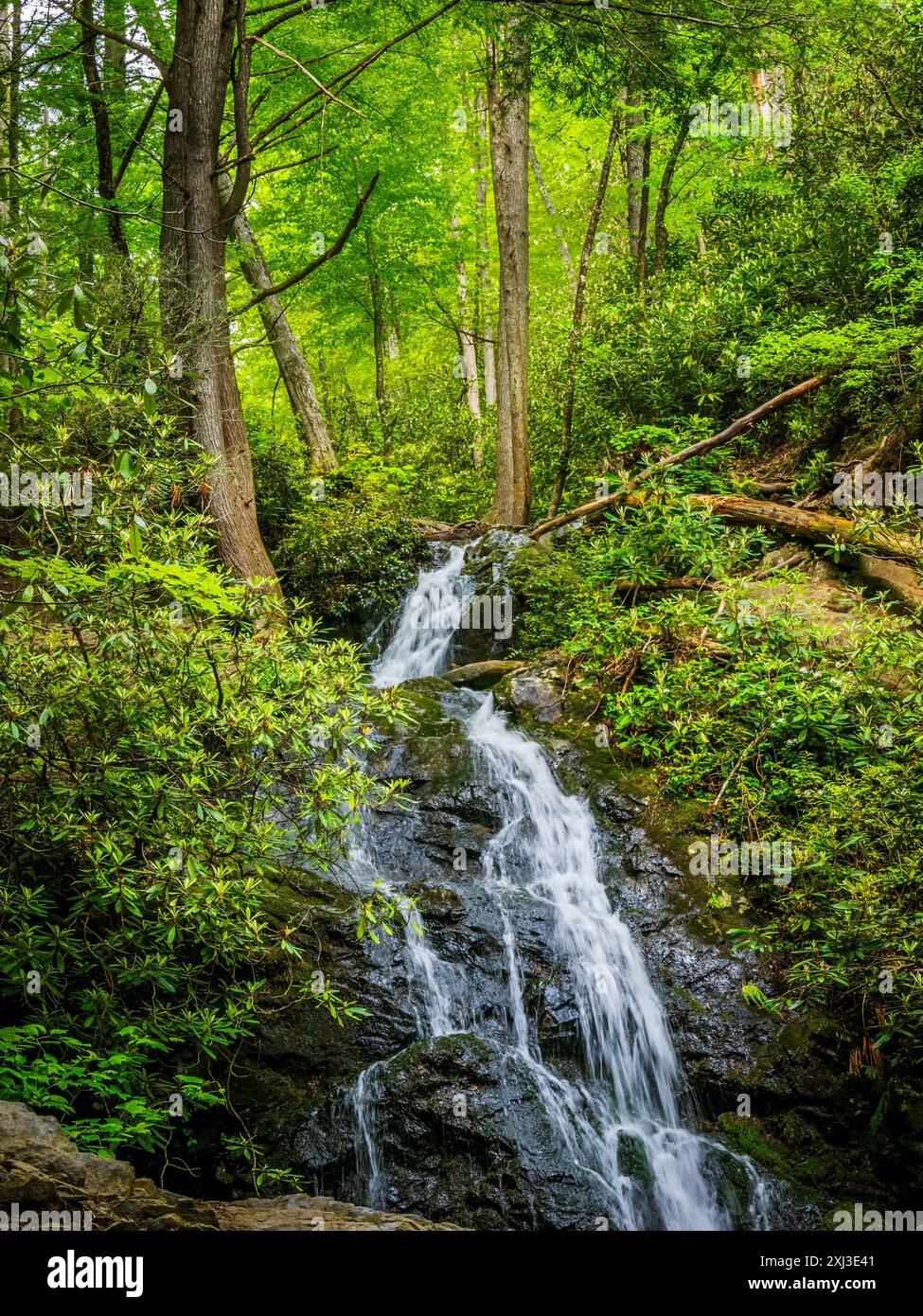 Katarakt Falls im späten Frühling, Frühsommer im Great Smoky Mountains National Park in Tennessee. Stockfoto