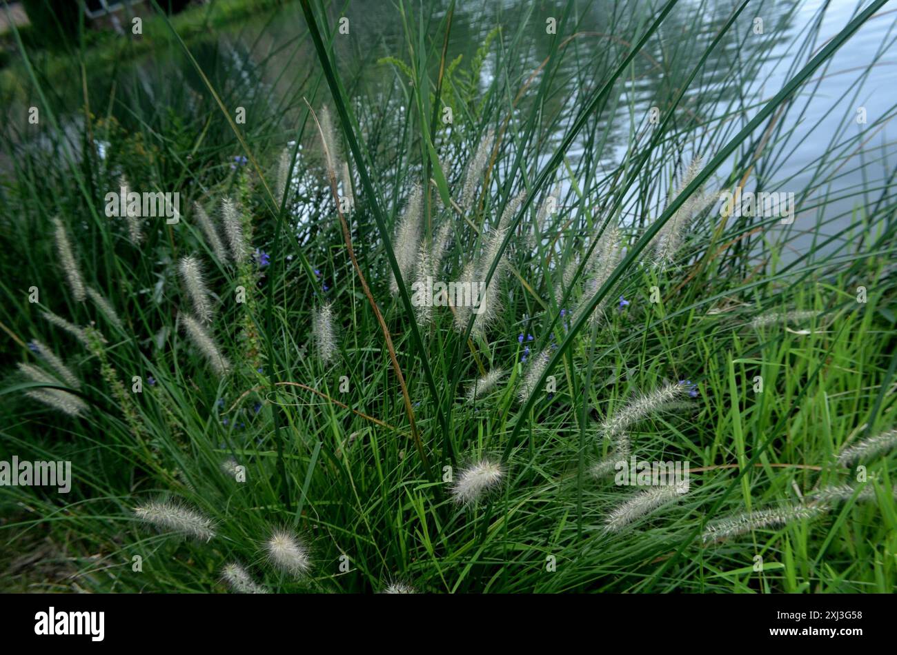 Chinesisches Pennisetum (Cenchrus alopecuroides) Plantae Stockfoto