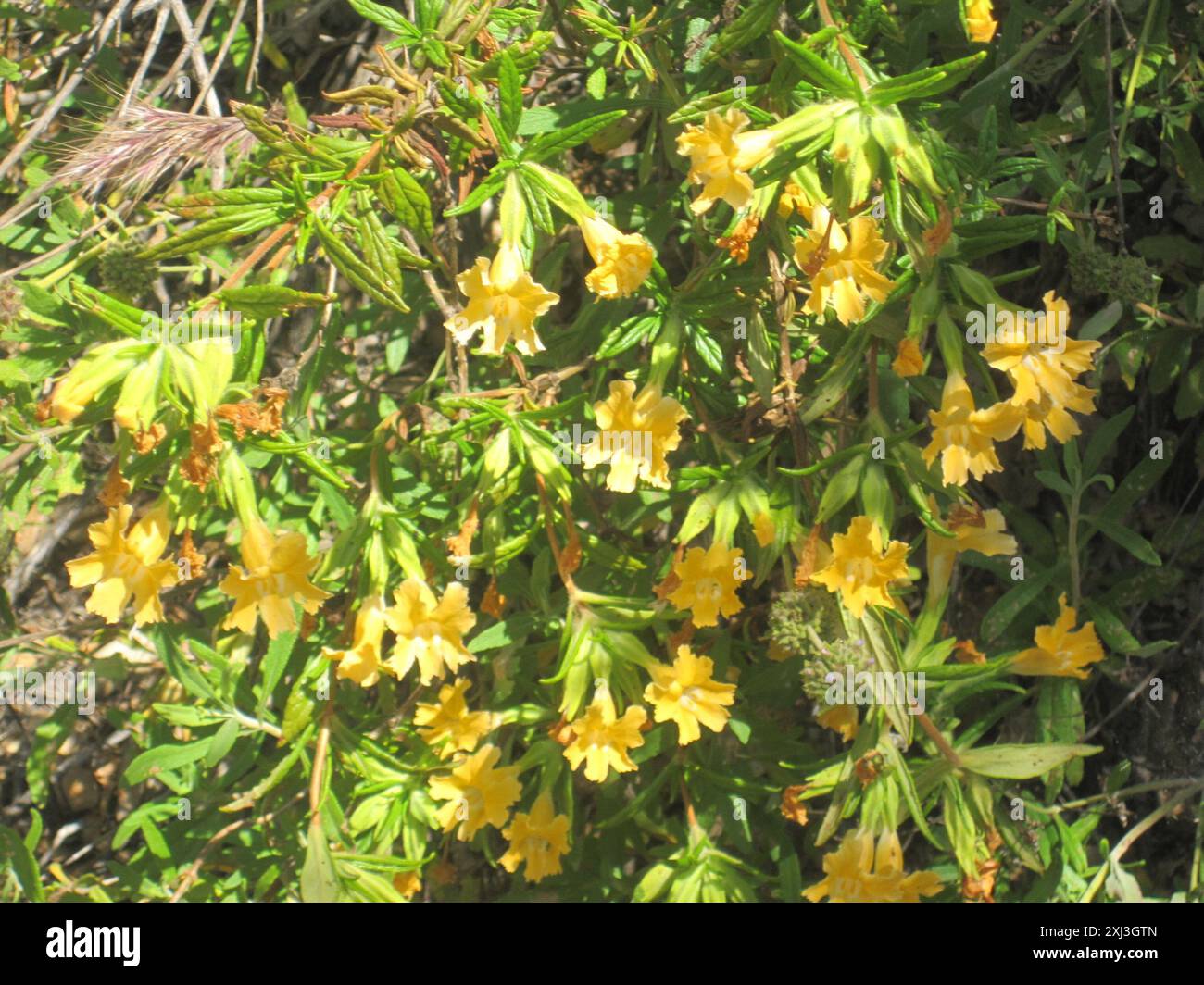 Südbuschaffenblume (Diplacus longiflorus) Plantae Stockfoto