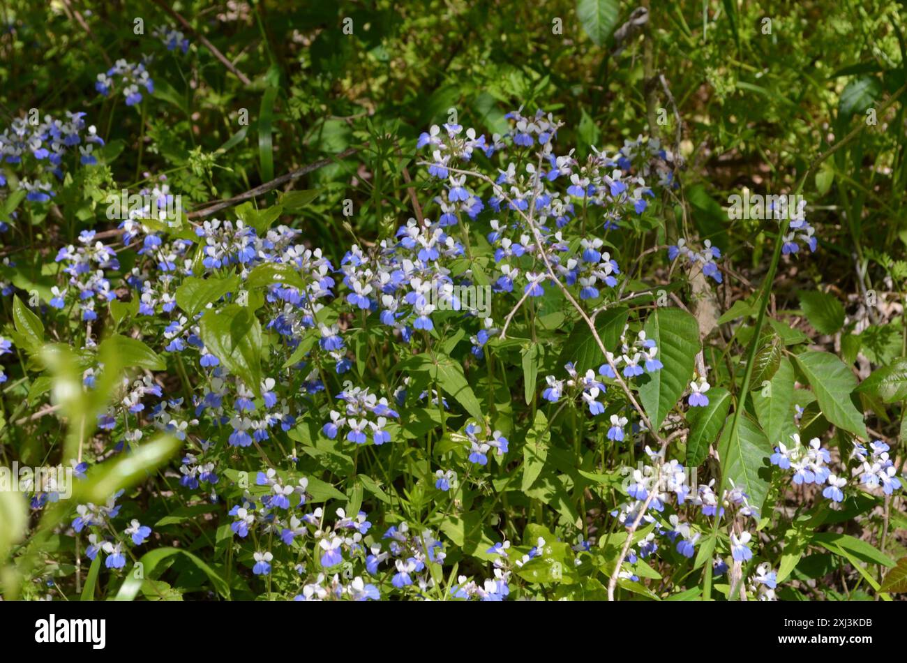 Frühlingsblauäugige Mary (Collinsia verna) Plantae Stockfoto