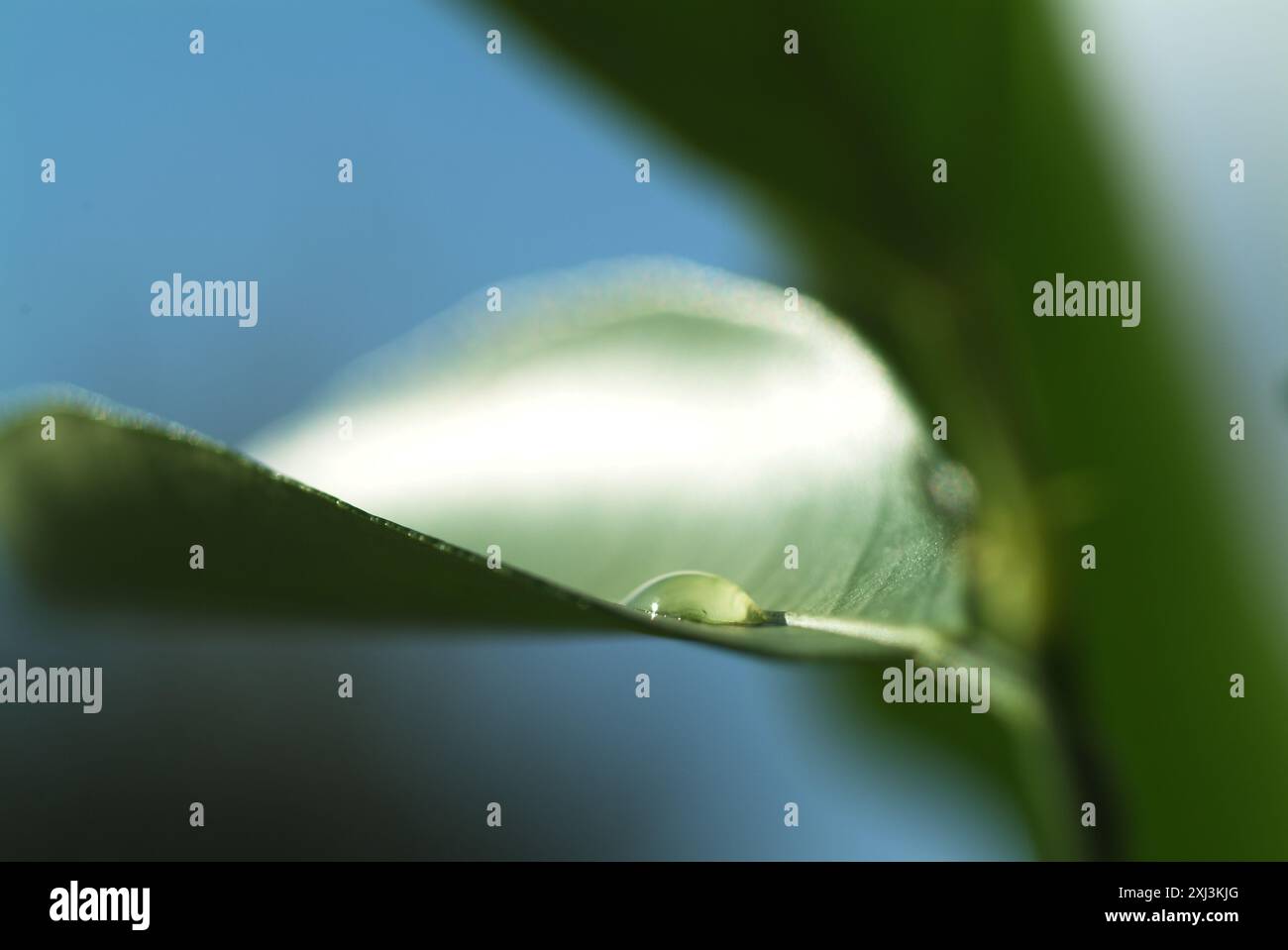 Zitrone-Blatt Stockfoto