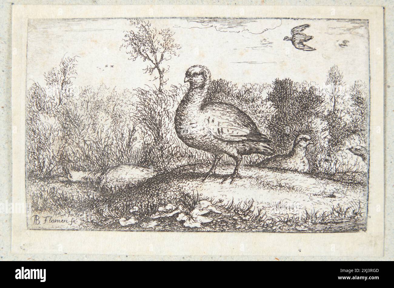 Ätzung von Albert Flamen, die den rotbeinigen Rebhühner (Perdix rubra) zeigt, der Vogel, Beine, Gefieder und natürlichen Lebensraum zeigt. Stockfoto