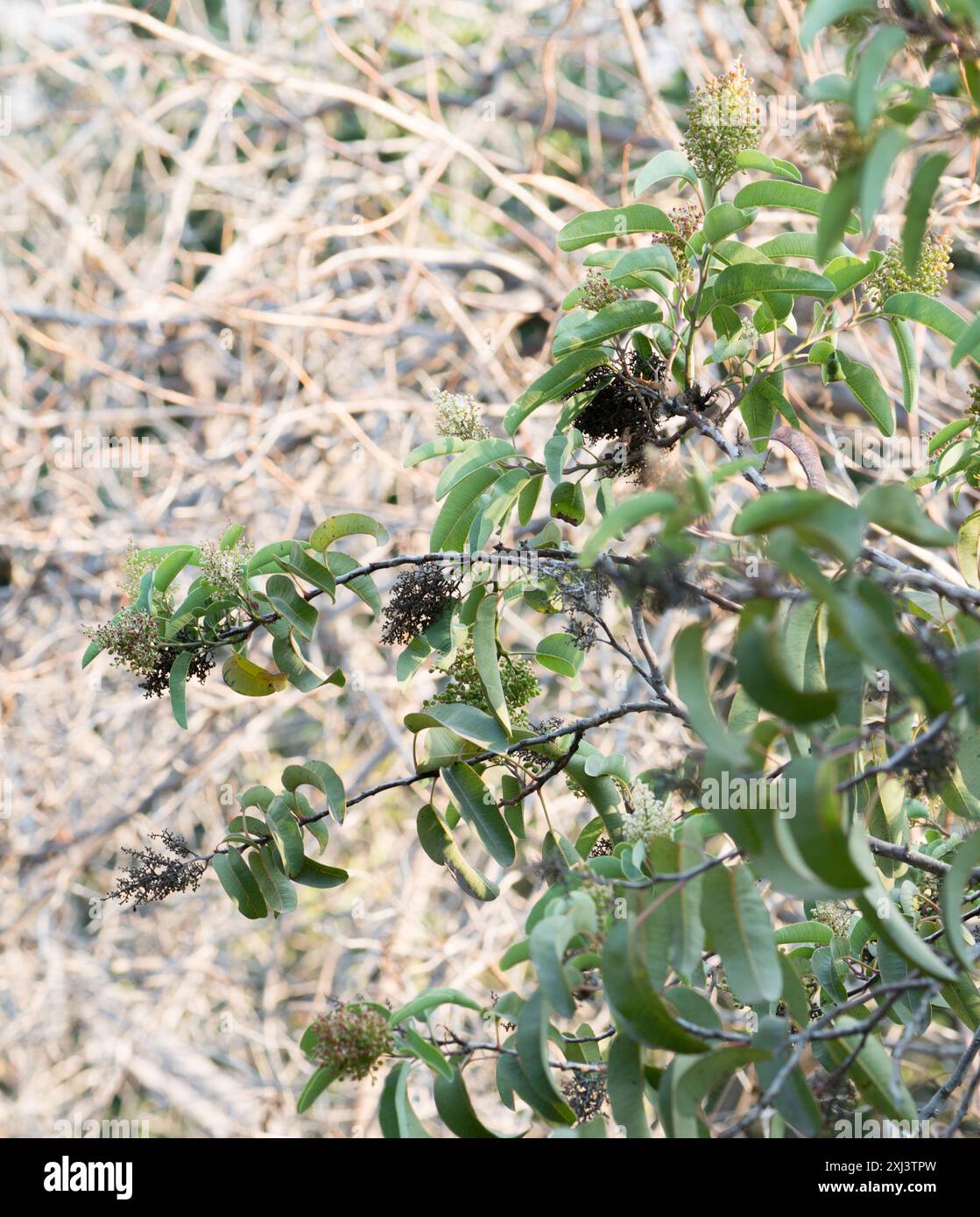 laurel Sumac (Malosma laurina) Plantae Stockfoto