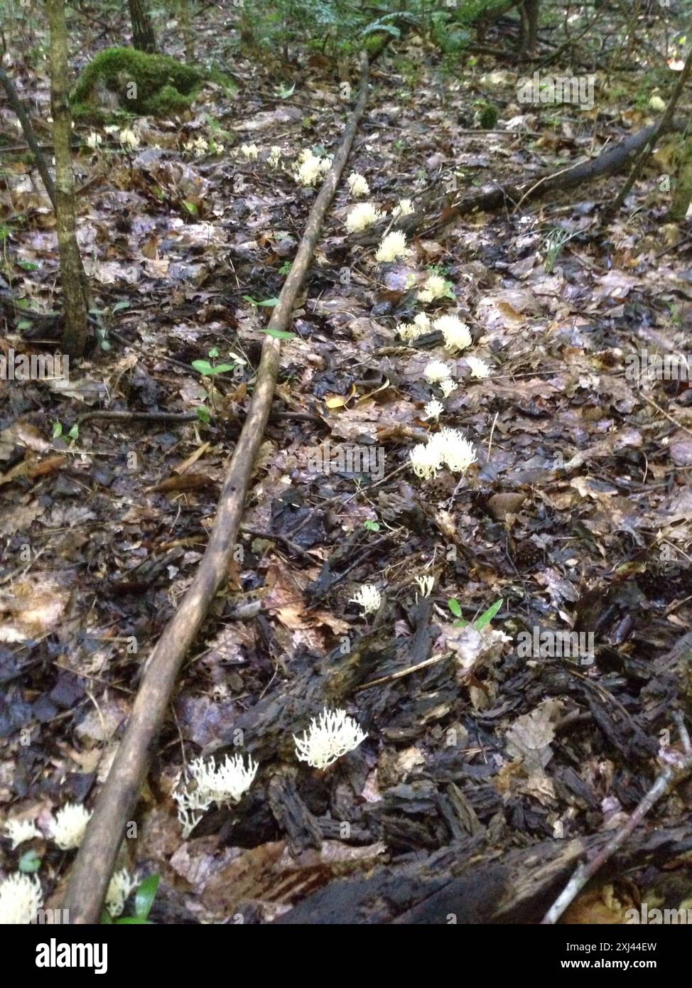 Weiße Korallenpilze (Ramariopsis kunzei) Stockfoto