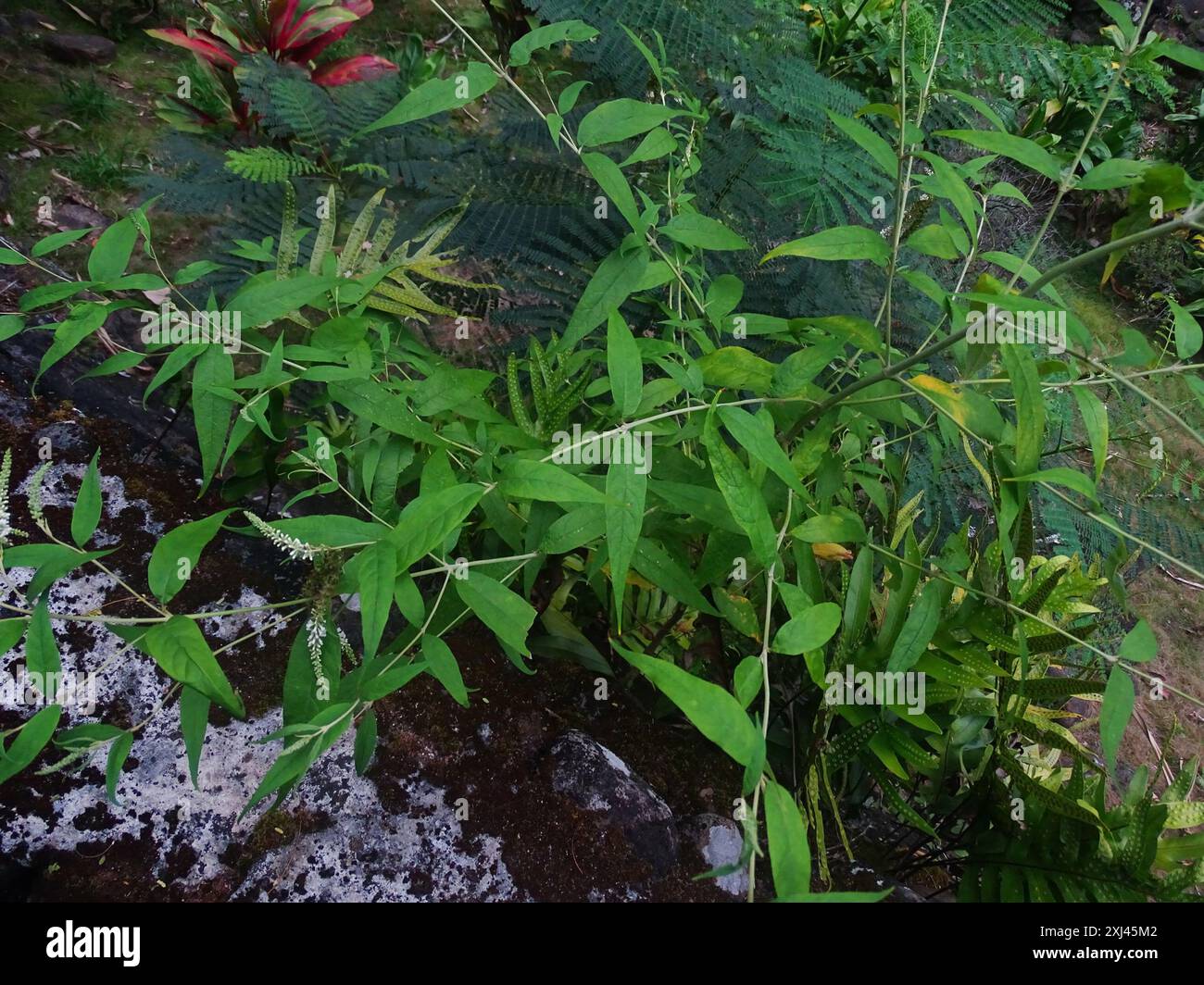 Asiatischer Schmetterlingsstrauch (Buddleja asiatica) Plantae Stockfoto