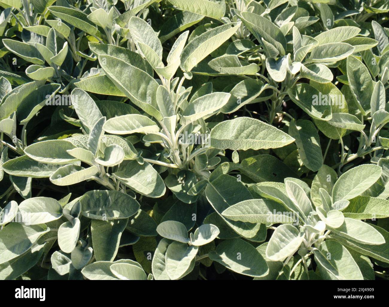 Berggarten Salbei Stockfoto