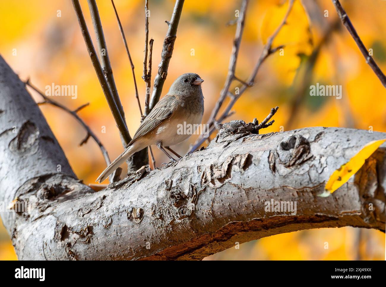 Ein dunkeläugiger Junco-Vogel, der auf einem Baumzweig posiert, mit einem wunderschönen goldenen Herbsthintergrund. Stockfoto