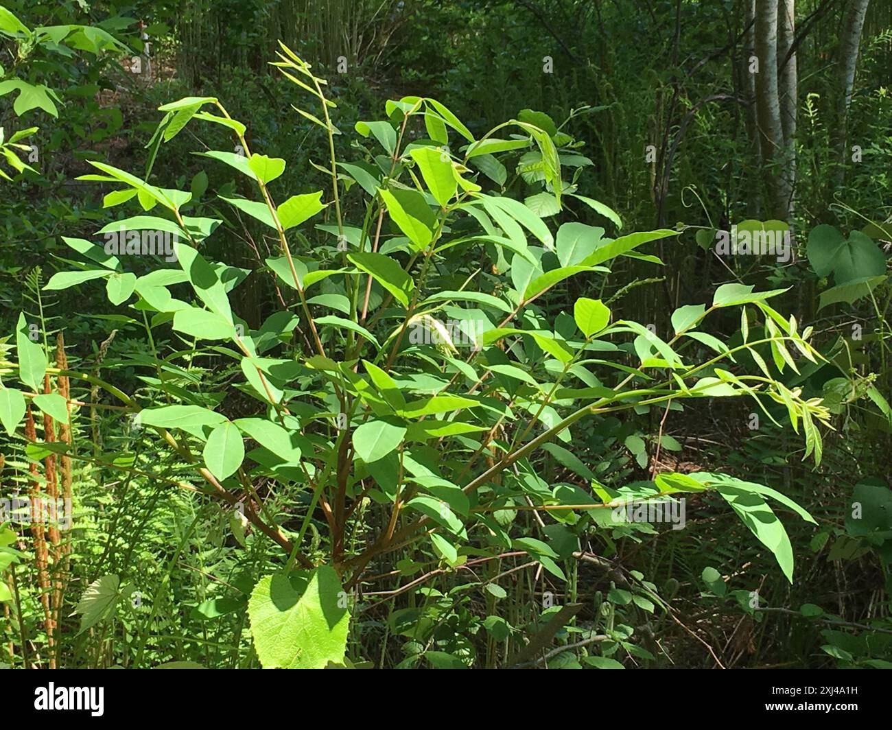 Poison Sumac (Toxicodendron vernix) Plantae Stockfoto