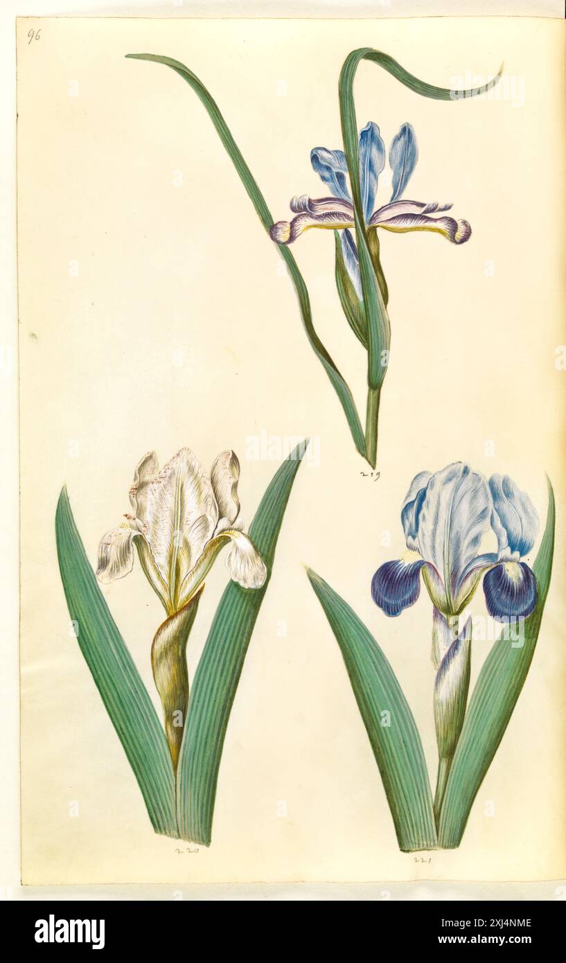 Iris graminea (Grassy Iris); Iris lutescens oder Iris pumila (?) Holtzbecker, Hans Simon 1610 - 1671, Merian, Maria Sibylla 1647 - 1717 Gouache, Zeichnung Iris graminea (græsbladet Iris), Iris lutescens eller Iris pumila (?) (dværg-Iris eller lav Iris) Stockfoto