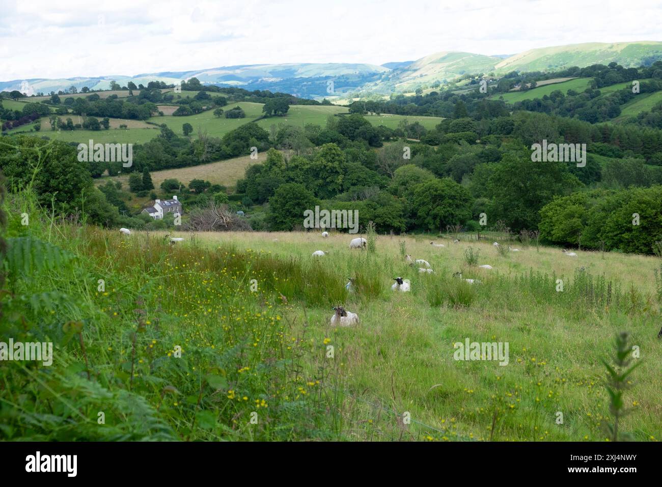 Schafe, die im Sommer auf dem Feld sitzen, und walisisches Ackerland Ackerland Landschaft Carmarthenshire Wales Großbritannien Großbritannien KATHY DEWITT Stockfoto