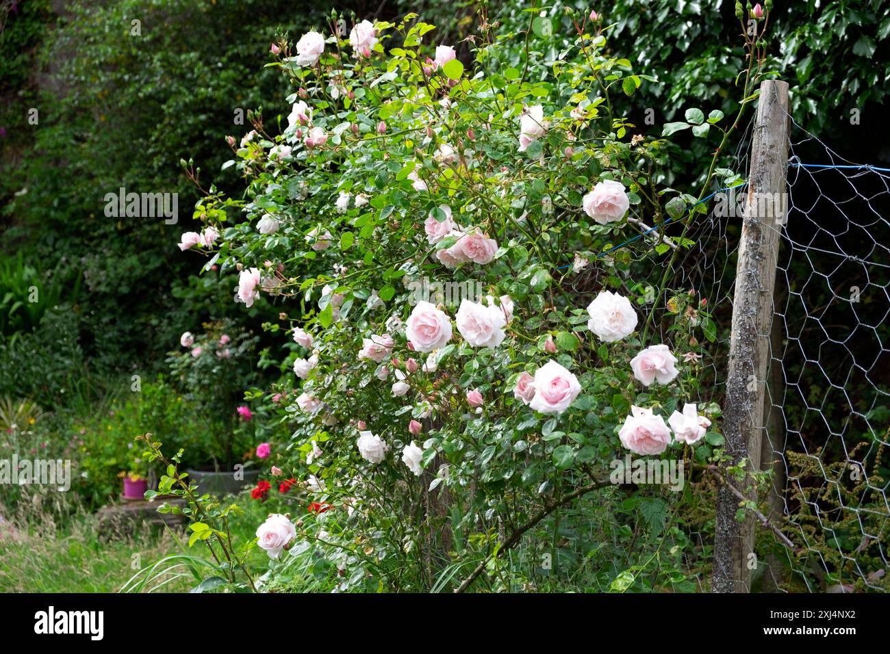 New Dawn Kletterrose in Blüte wächst auf Zaun im kleinen Hintergarten Carmarthenshire Wales UK Juni 2024 KATHY DEWITT Stockfoto