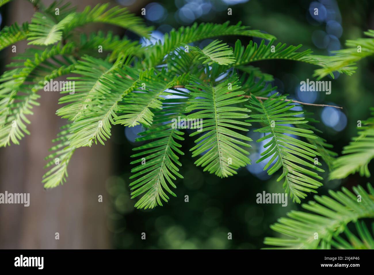 Laub von Laubbäumen Metasequoia glyptostroboides in der Unterfamilie Sequoioideae der Familie Cupressaceae. Grüne junge, gefiederte farnähnliche Blätter Stockfoto