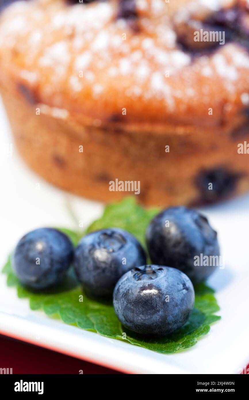 Blaubeer-Muffin auf einem Teller Stockfoto