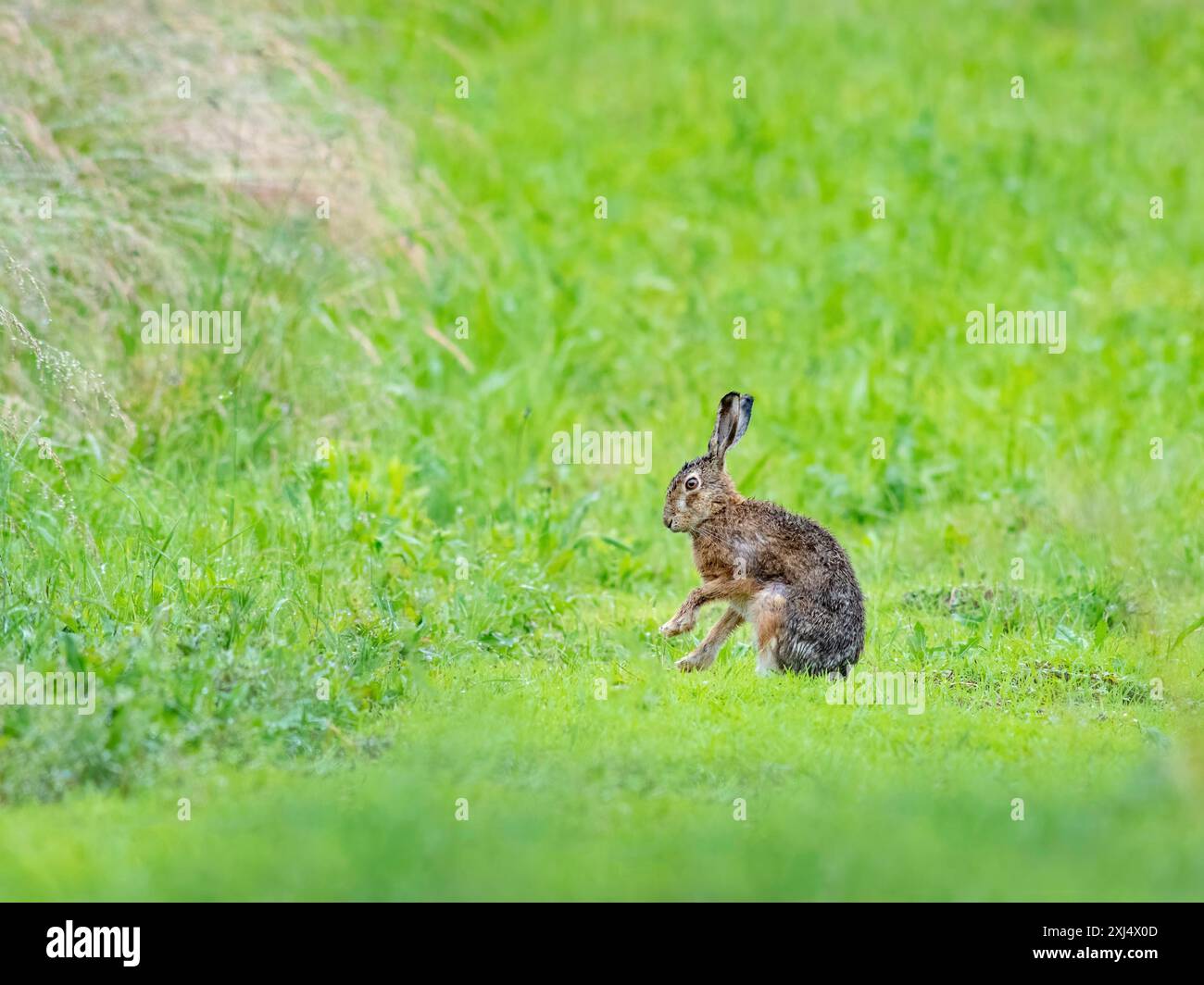 Kleiner Hase im nassen Gras Stockfoto