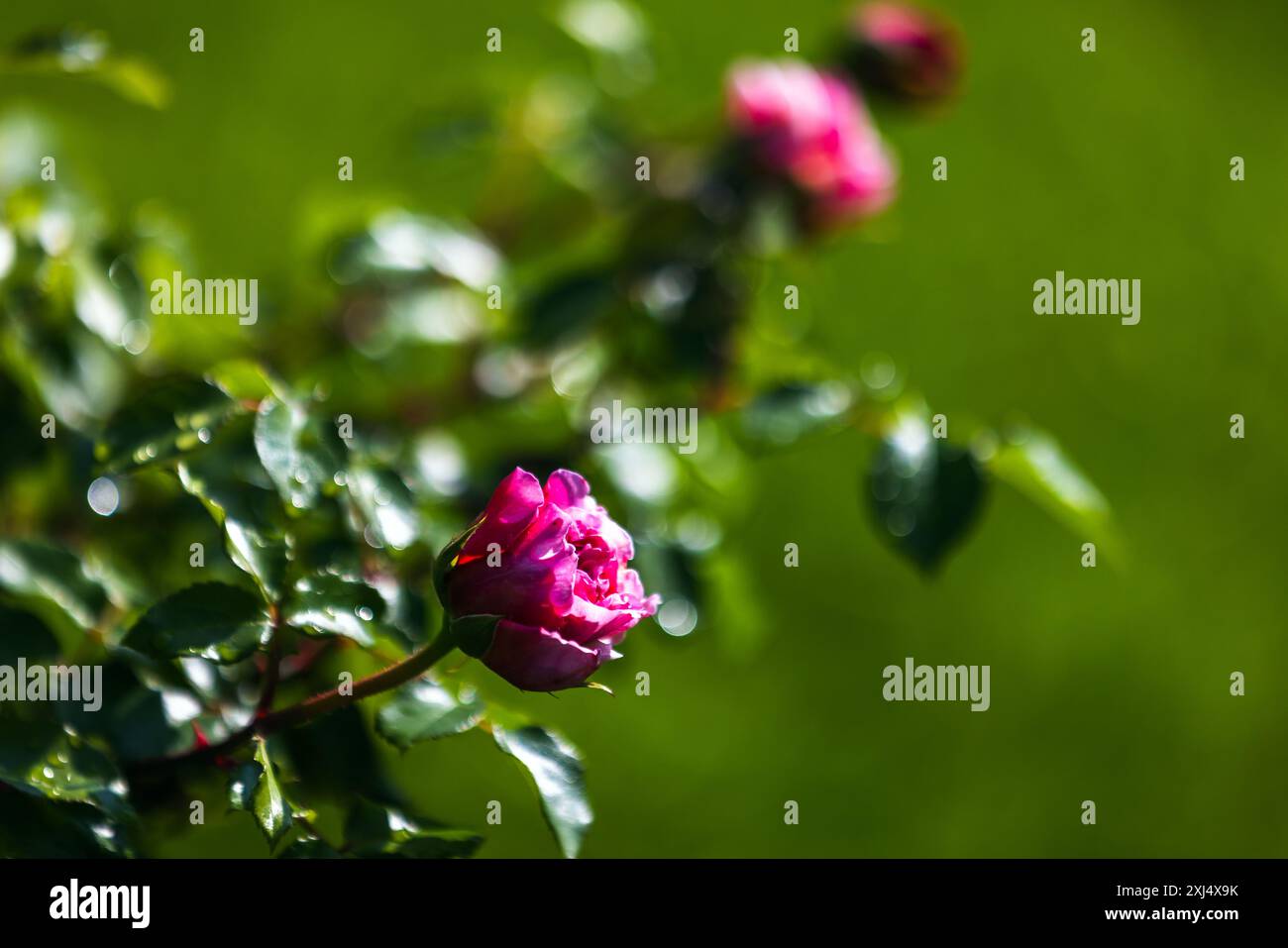 Rosa Rosen wachsen im Sommergarten. Nahaufnahme mit selektivem Fokus Stockfoto