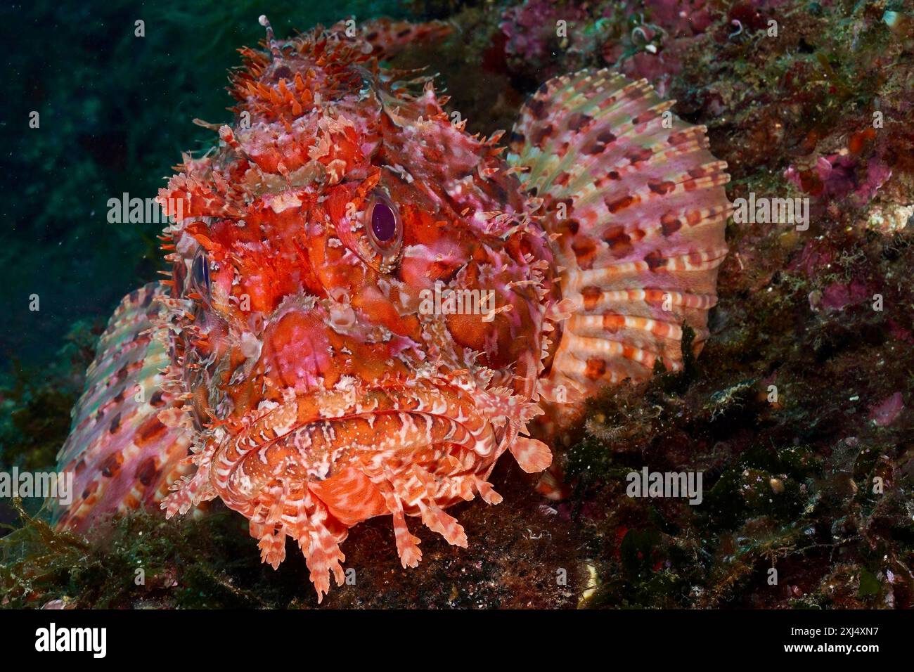 Nahaufnahme von roten Skorpionfischen (Scorpaena scrofa), Meeressäuen mit roter und oranger Färbung auf dem Meeresboden. Tauchplatz Marine Protected Area Cap de Stockfoto