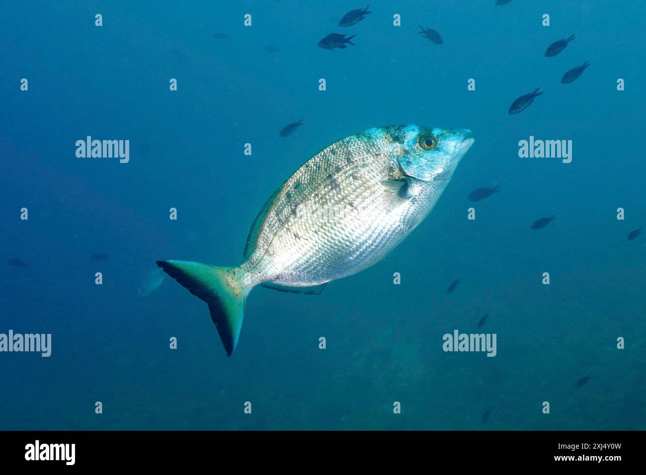 Sharpshout-Meerbrasse (Diplodus puntazzo) schwimmt auf einem hellblauen Hintergrund, begleitet von anderen dunkleren Fischen. Tauchplatz Marine Reserve Cap Stockfoto