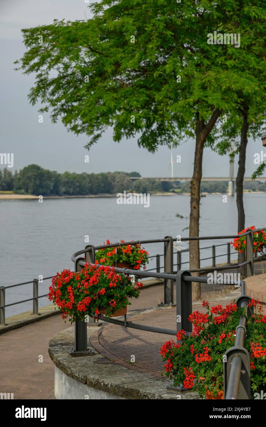 Landschaftsaufnahme eines Fußweges mit Blumentöpfen und Bäumen, entlang eines Flusses mit einer Brücke im Hintergrund, rees, deutschland Stockfoto