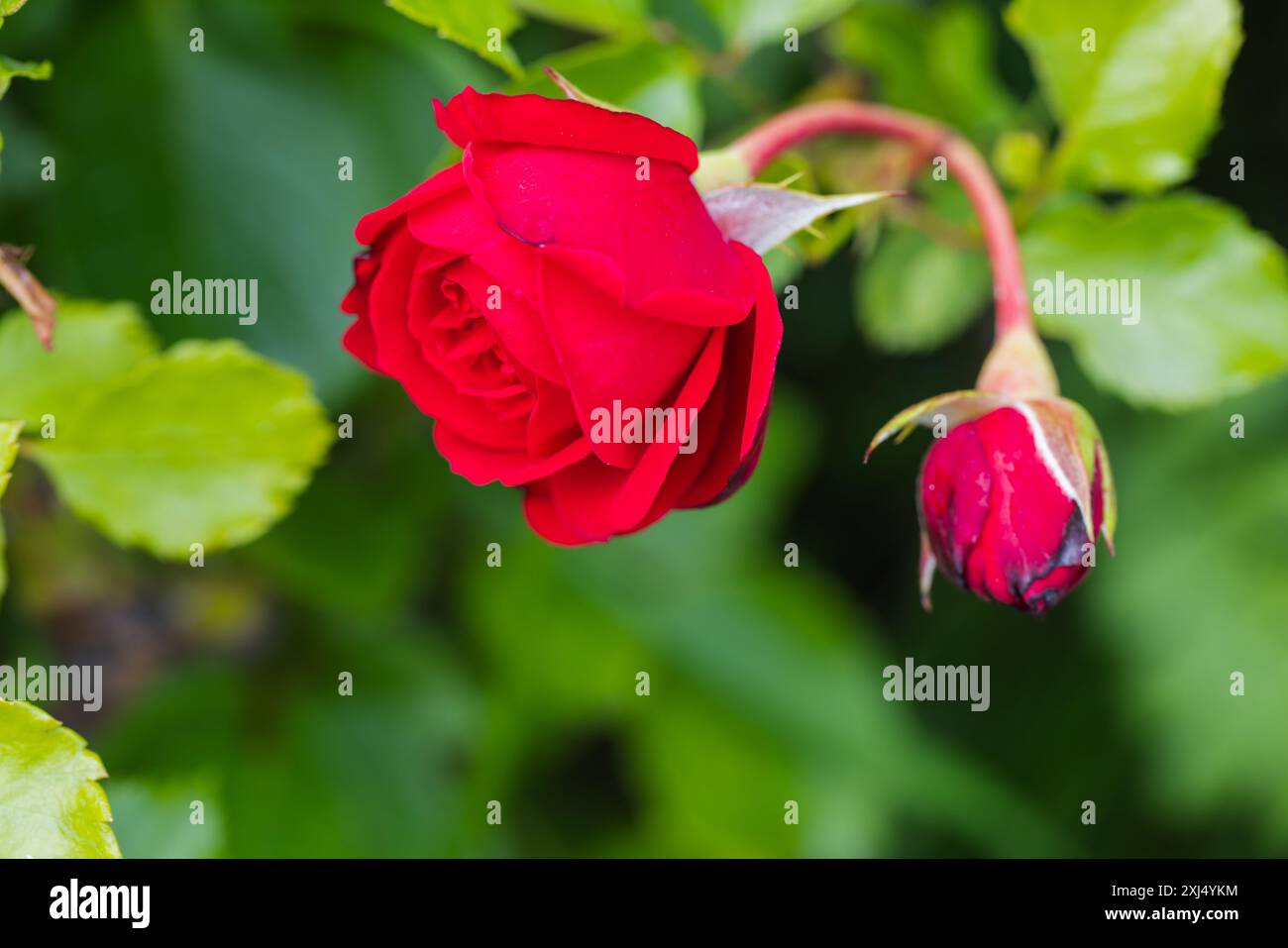 Rote Rosen wachsen im Sommergarten, Nahaufnahme von Blumen mit weichem selektivem Fokus Stockfoto