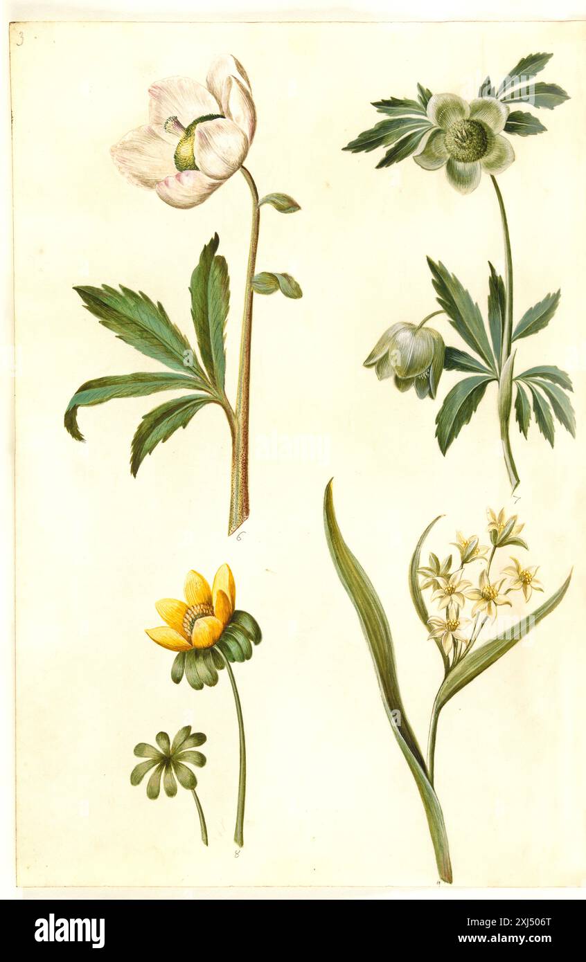 Helleborus niger (reguläre Weihnachtsrose); Eranthis hyemalis (Garden-erantis); Gagea lutea (einfacher Goldstern) Holtzbecker, Hans Simon 1610 - 1671, Merian, Maria Sibylla 1647 - 1717 Gouache, Zeichnung Helleborus niger (almindelig julerose), Eranthis hyemalis (have-erantis), Gagea lutea (almindelig ggggjerstne) Stockfoto