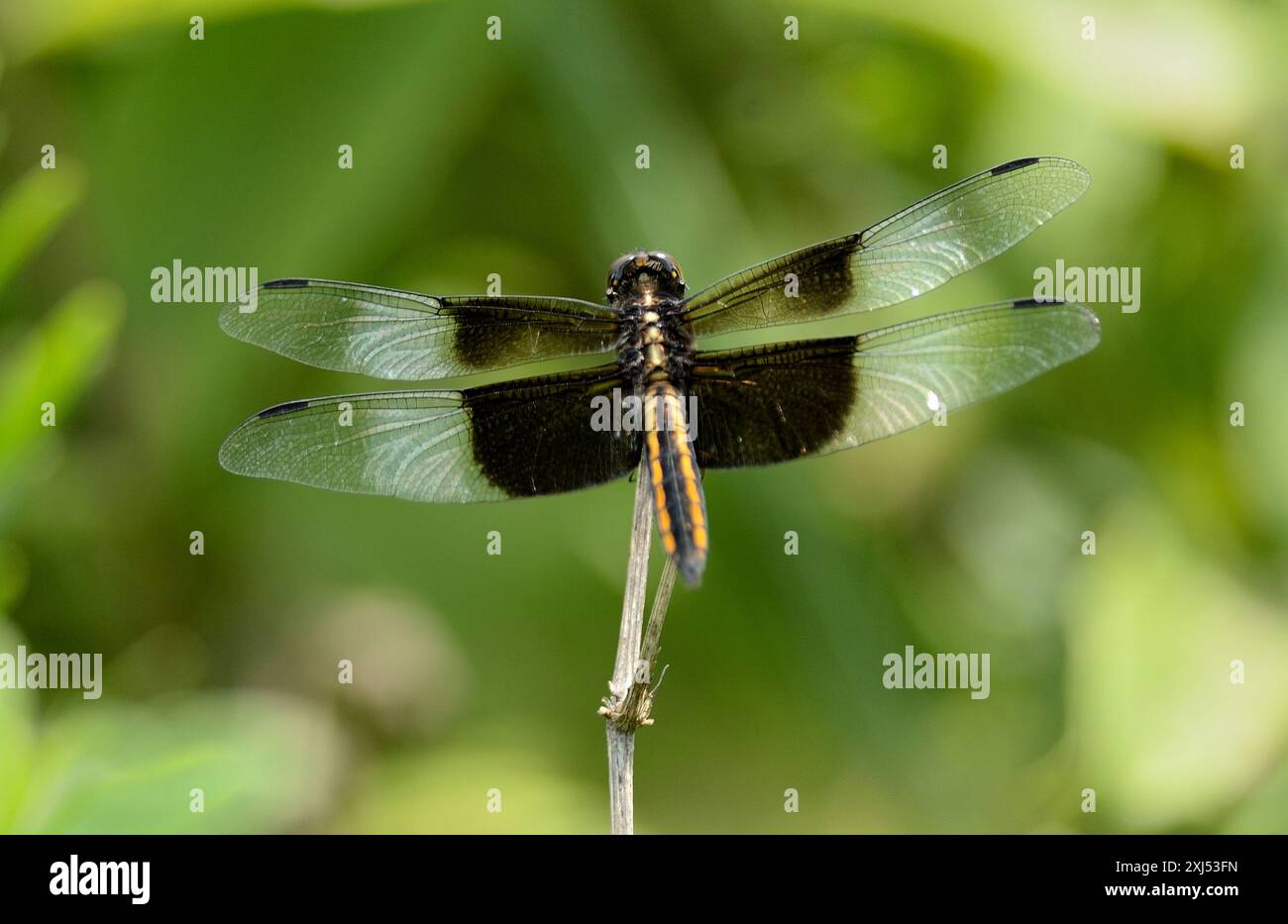 Libellula luctuosa (weibliche Witwe Skimmer) Libelle in einer Iowa Prärie Stockfoto