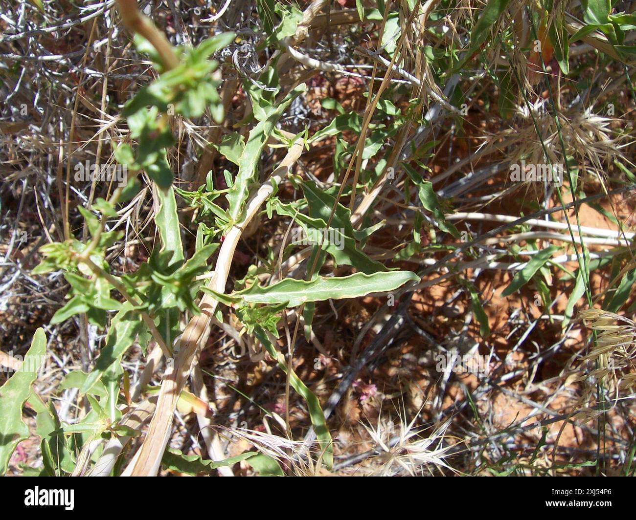 Blasser Nachtkerzen (Oenothera pallida pallida) Plantae Stockfoto