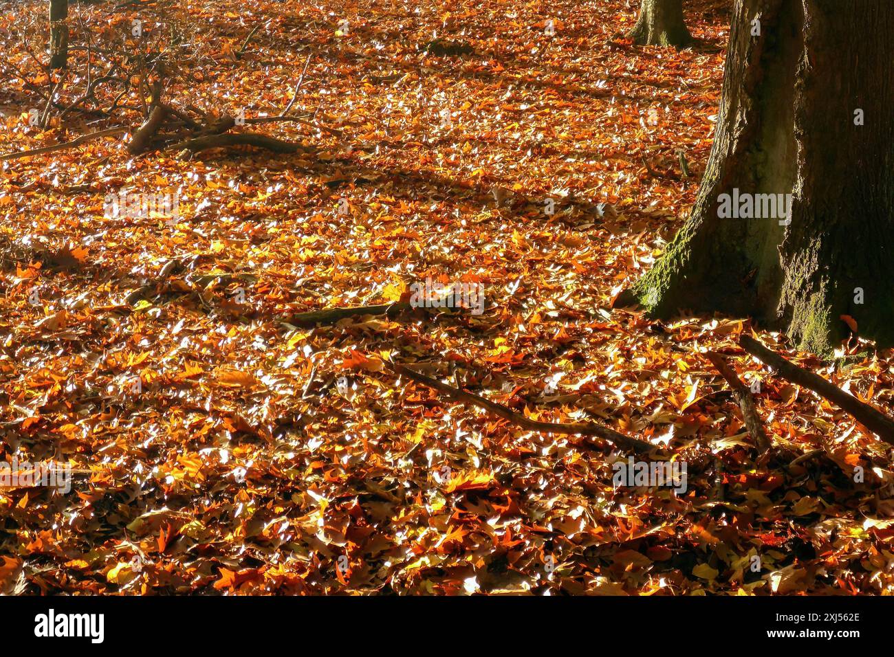 Im Herbst fallen bunte Blätter Herbstlaub liegen gefallene bunte rötlich verfärbte Blätter auf dem Erdboden, Duelmener Stockfoto