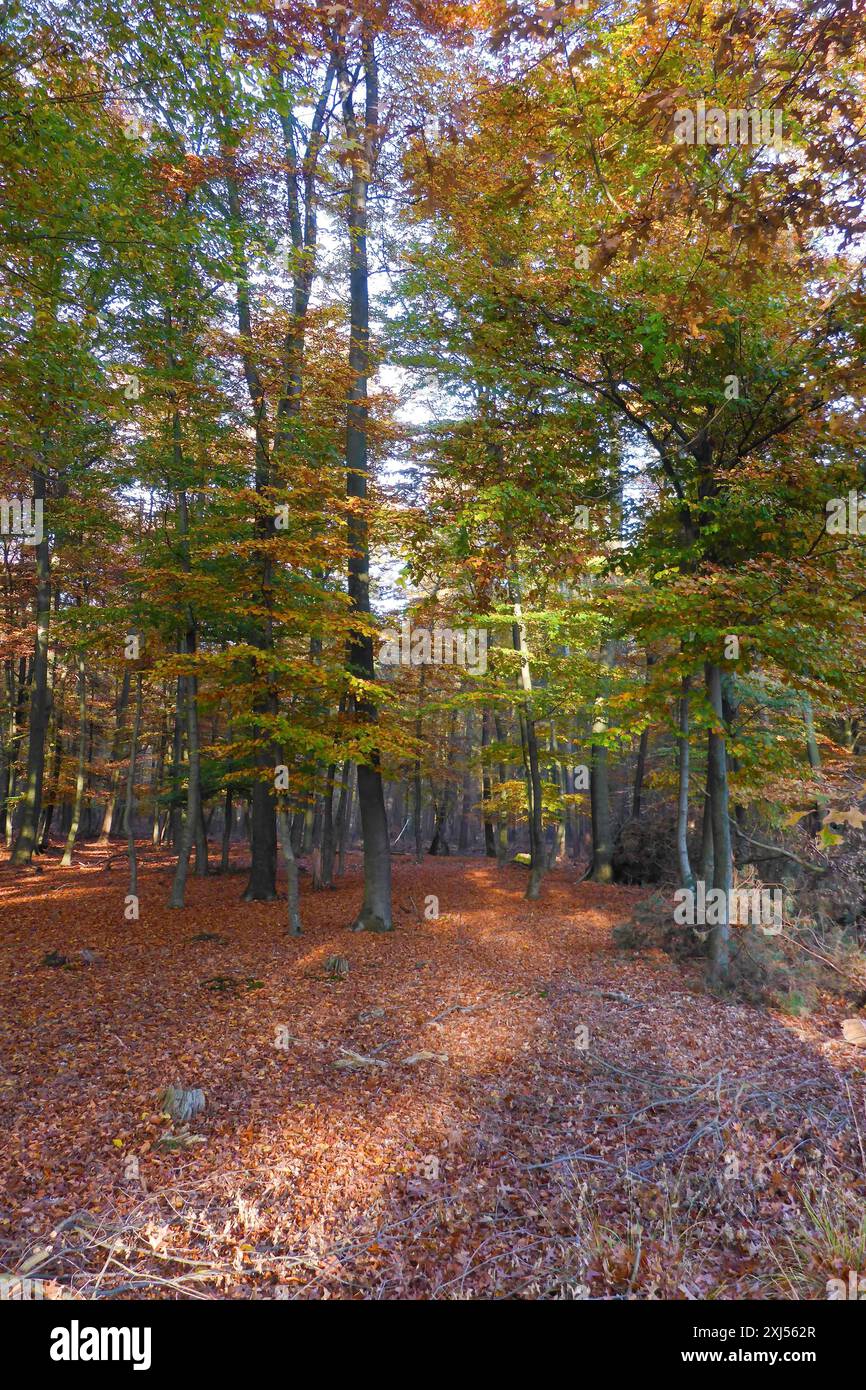 Herbstbunt verfärbte Blätter bunter Blätter Herbstlaub auf Laubbäumen im Wald Herbstwald Herbstherbstherbst, darunter Stockfoto