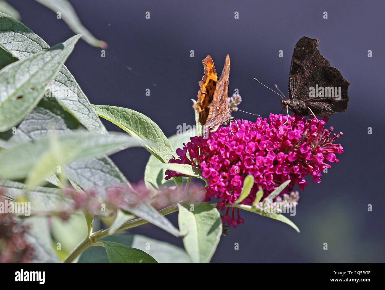 Pfauenauge Schmetterling C-Falter Gransee 15.07.2024: Schmetterlinge - ein C-Falter linksund ein Pfauenauge auf einem Sommerflieder, sie nehmen durch einen Saugrüssel flüssige Nahrung auf. Gransee Oberhavel Brandenburg *** Pfauenfalter C-Schmetterling Gransee 15 07 2024 Schmetterlinge A C-Schmetterling links und ein Pfauenfalter auf Sommerflieder saugen sie flüssige Nahrung über einen Proboscis Gransee Oberhavel Brandenburg auf Stockfoto