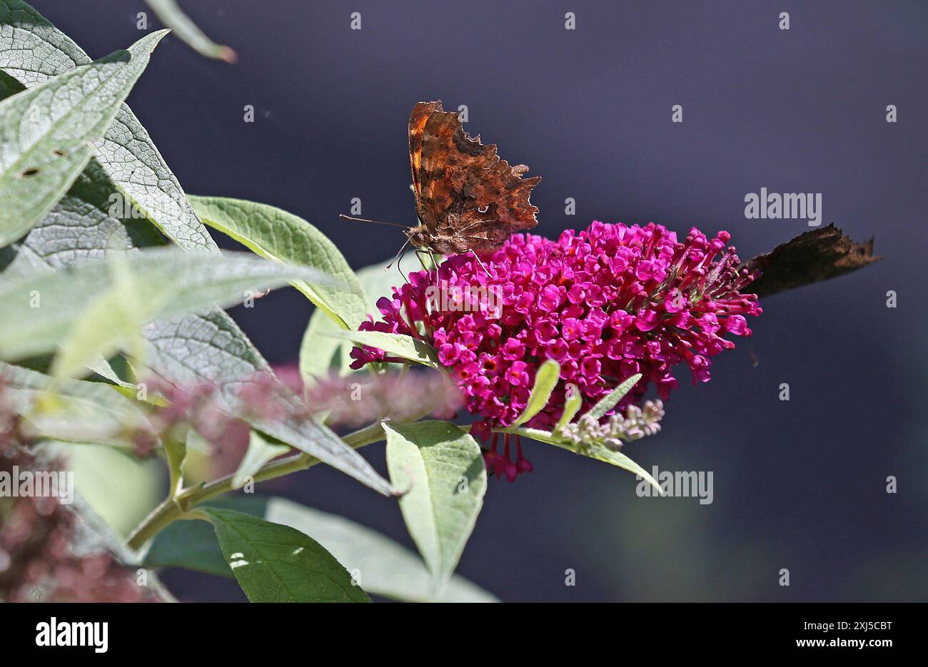Pfauenauge Schmetterling C-Falter Gransee 15.07.2024: Schmetterlinge - ein C-Falter linksund ein Pfauenauge auf einem Sommerflieder, sie nehmen durch einen Saugrüssel flüssige Nahrung auf. Gransee Oberhavel Brandenburg *** Pfauenfalter C-Schmetterling Gransee 15 07 2024 Schmetterlinge A C-Schmetterling links und ein Pfauenfalter auf Sommerflieder saugen sie flüssige Nahrung über einen Proboscis Gransee Oberhavel Brandenburg auf Stockfoto