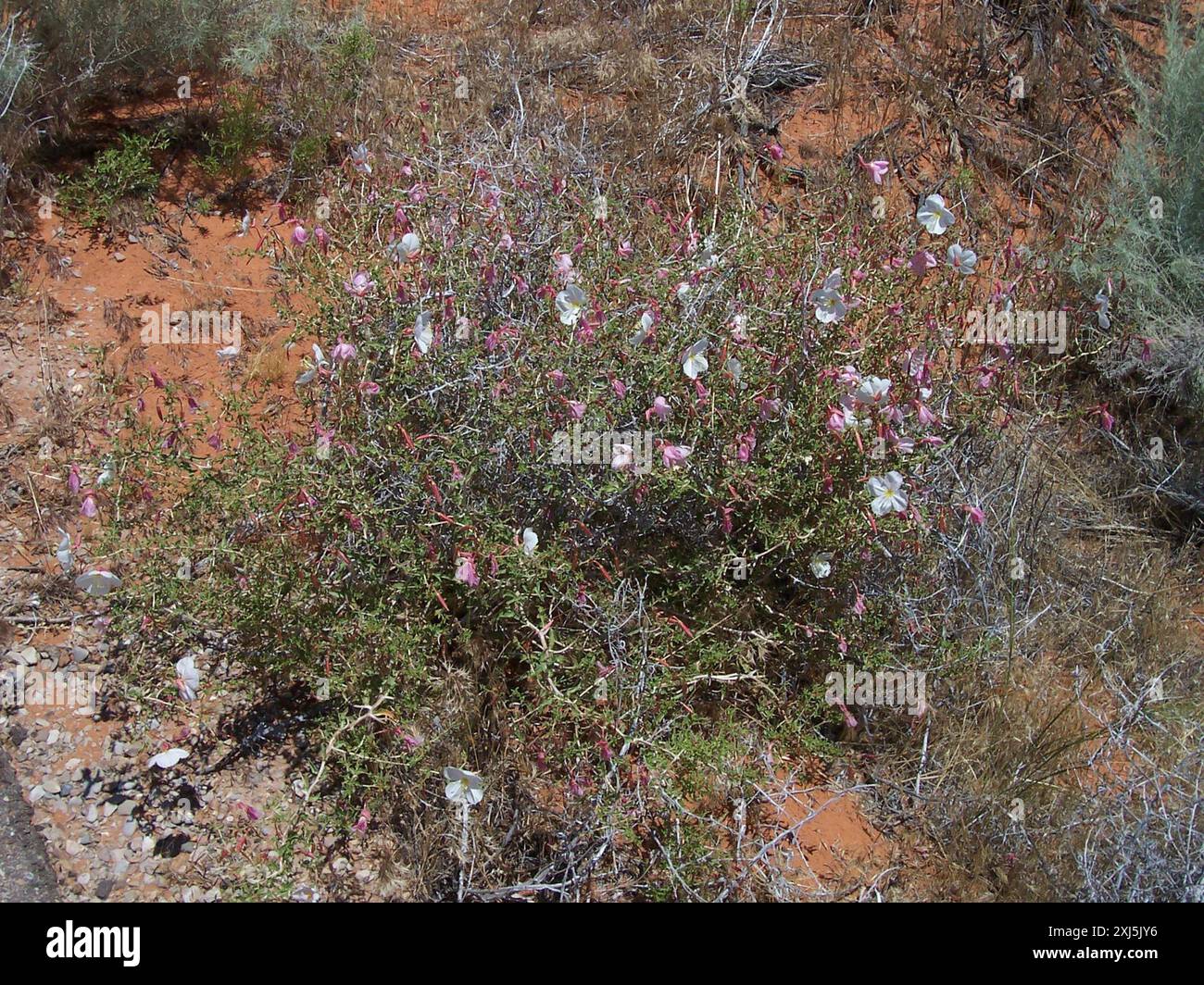Blasser Nachtkerzen (Oenothera pallida pallida) Plantae Stockfoto