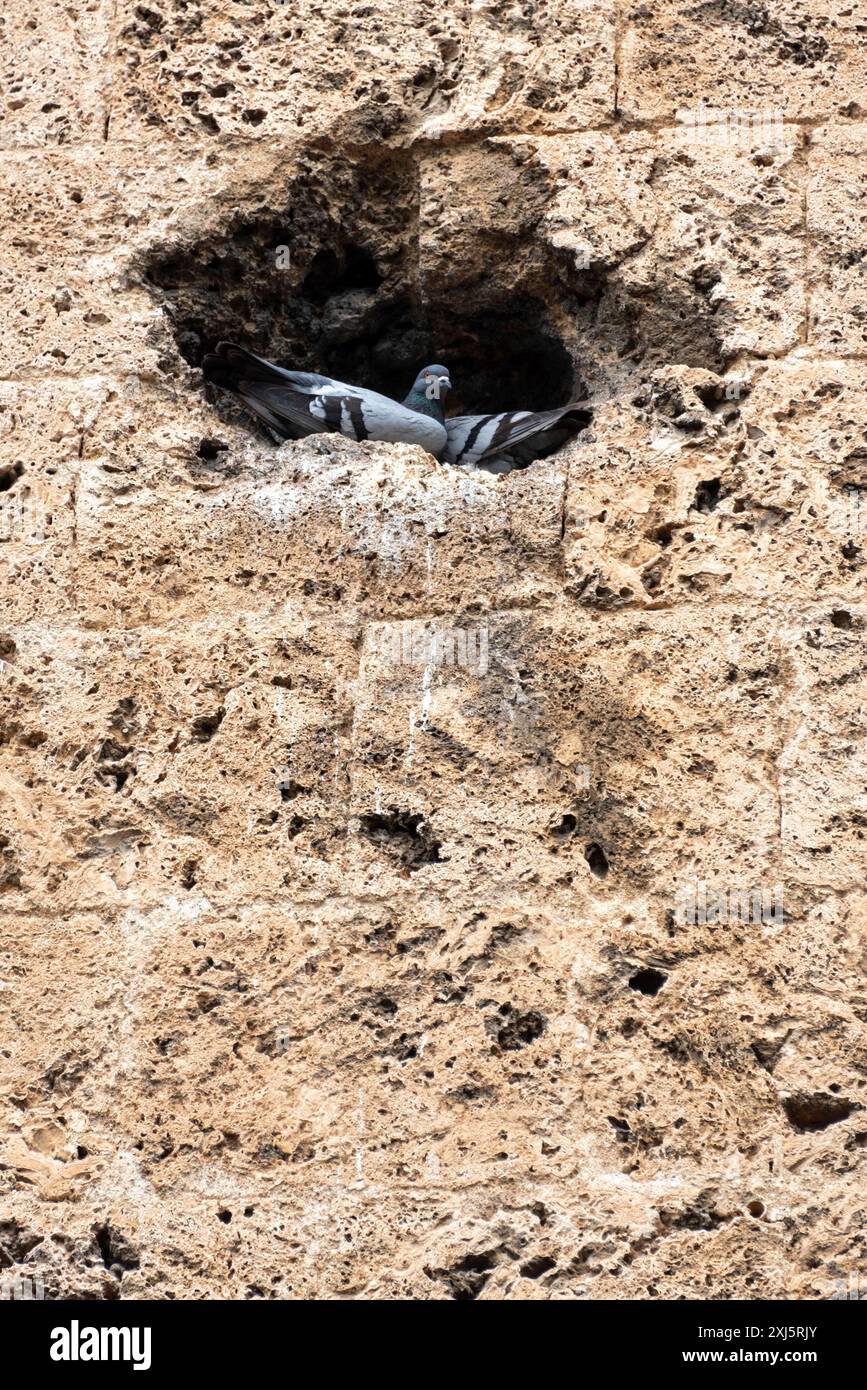 Zwei Tauben sitzen an der Fassade der Kathedrale Notre-Dame-du-Puy in einer kleinen Felsenhöhle, Grasse, Provence-Alpes-Cote d'Azur, Frankreich Stockfoto