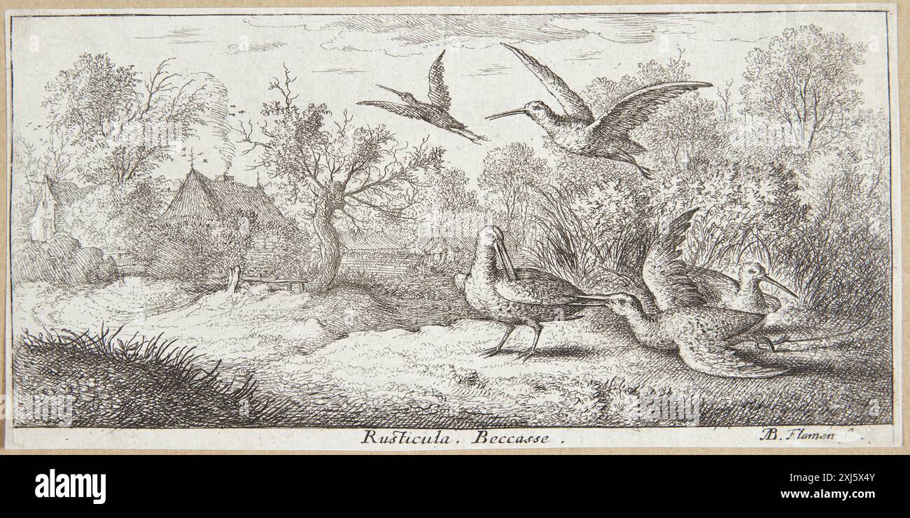 Ätzung, die den Waldschnappschuss (Rusticula) darstellt, der von Albert Flamen im 17. Jahrhundert geschaffen wurde. Stockfoto
