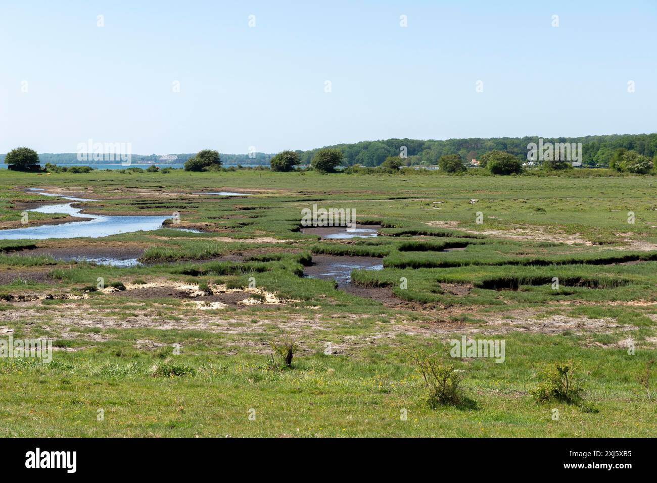 Svendborg, Insel Thuro, Naturgebiet Thuro Rev, Naherholungsgebiet, Weiden, Feuchtgebiete, Seen, unberührt, Funen, Dänemark Stockfoto