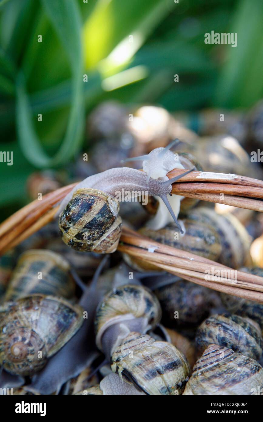 Korb mit lebenden Schnecken Stockfoto