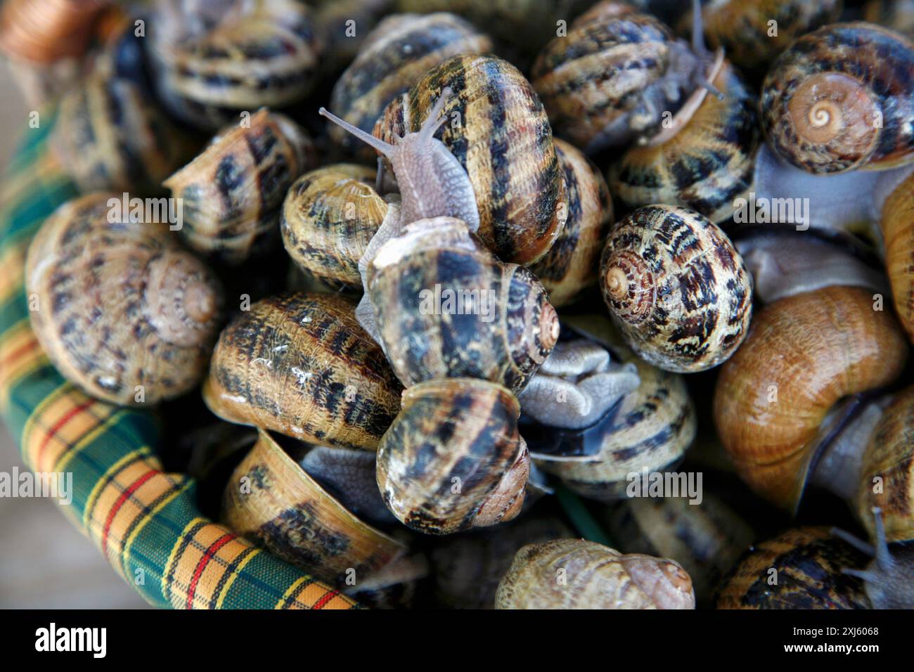 Korb mit lebenden Schnecken Stockfoto