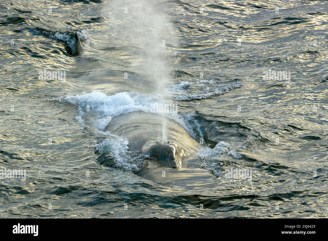 Sei-Wal, Südlicher Ozean, Donnerstag, 23. November 2023.Foto: David Rowland / One-Image.com Stockfoto