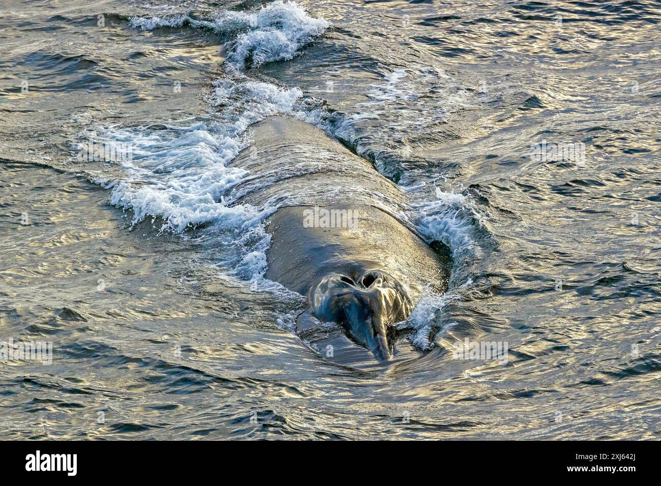 Sei-Wal, Südlicher Ozean Donnerstag, 23. November 2023.Foto: David Rowland / One-Image.com Stockfoto