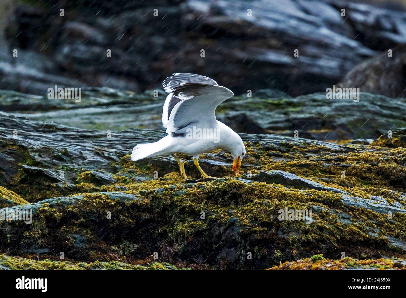 Wandering Albatross, Cooper Bay, Südgeorgien, Sonntag, 26. November, 2023. Foto: David Rowland / One-Image.com Stockfoto